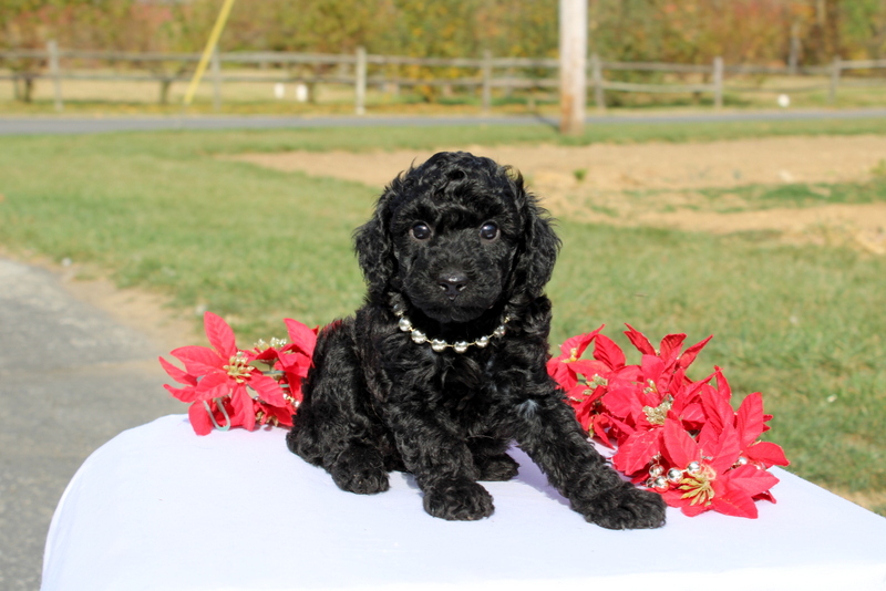 puppy, for, sale, Miniature Poodle, Matthew B. Stoltzfus, dog, breeder, Gap, PA, dog-breeder, puppy-for-sale, forsale, nearby, find, puppyfind, locator, puppylocator, aca